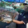 Ikan Nila dan Gurame, Andalan Baru Ketahanan Pangan Sumedang