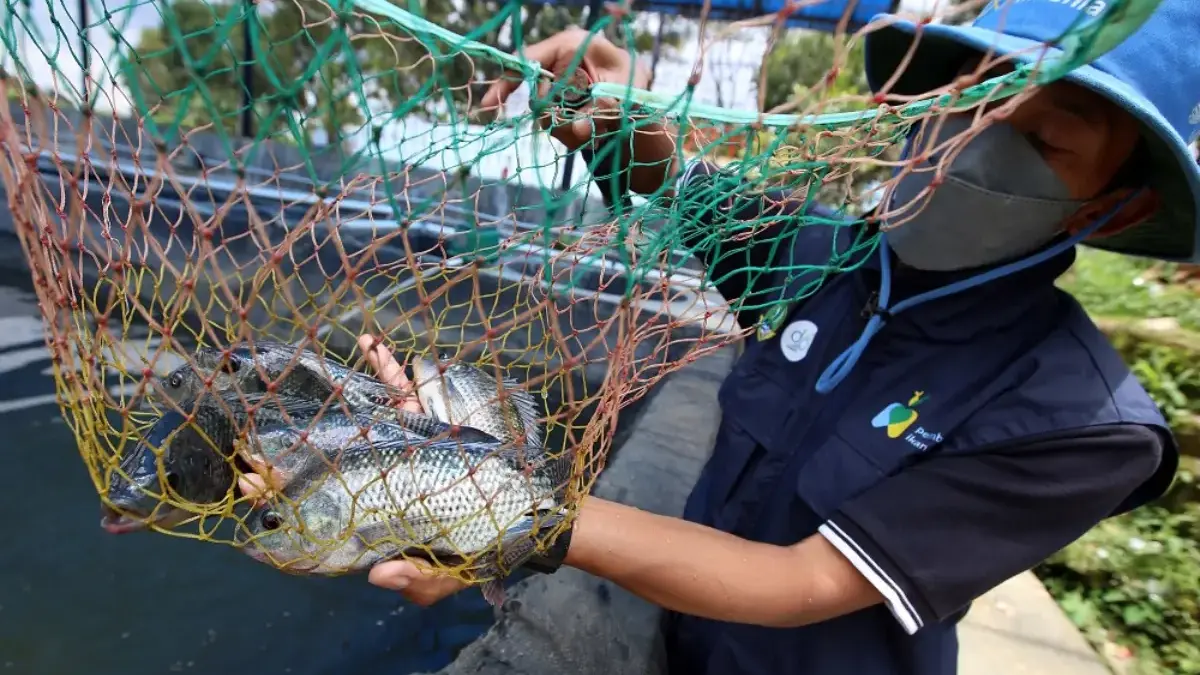 Ikan Nila dan Gurame, Andalan Baru Ketahanan Pangan Sumedang
