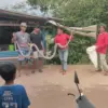 Warga Panik, Ular Piton 5 Meter Masuk Perkampungan di Sindanggalih