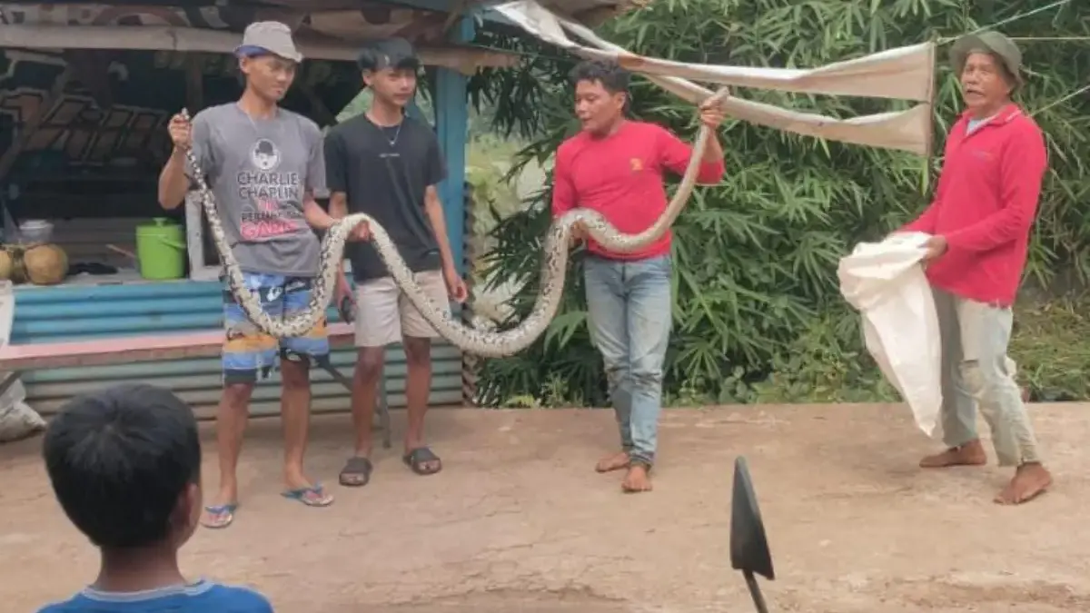 Warga Panik, Ular Piton 5 Meter Masuk Perkampungan di Sindanggalih