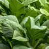 APTI Soroti Bantuan Pemerintah dan Ancaman Rokok Ilegal terhadap Petani Tembakau