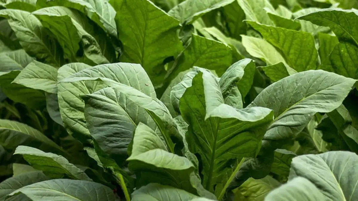 APTI Soroti Bantuan Pemerintah dan Ancaman Rokok Ilegal terhadap Petani Tembakau