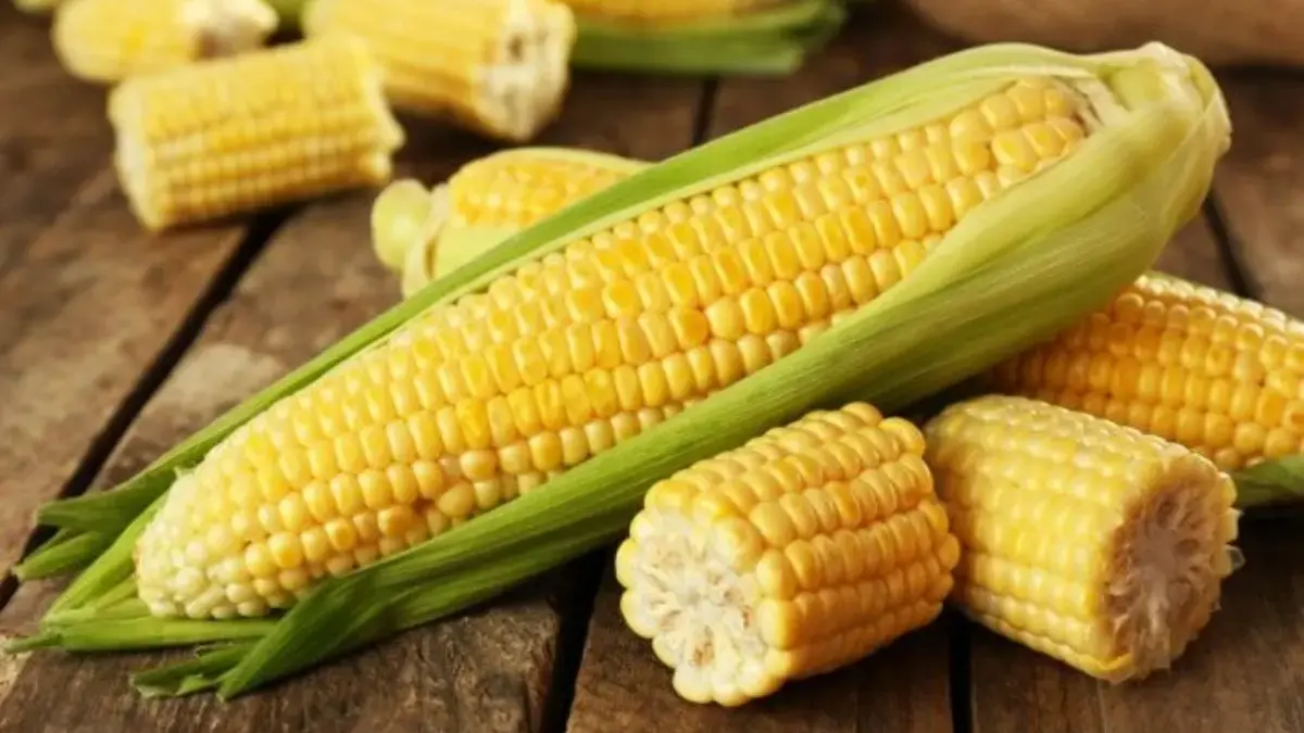 Tidak Hanya Enak, Ini Dia Manfaat yang Bakal Kamu Dapatkan Dengan Mengkonsumsi Jagung Secara Rutin