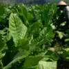 Sumedang Kaji Penanaman Tembakau di Musim Hujan, Peluang Baru bagi Petani