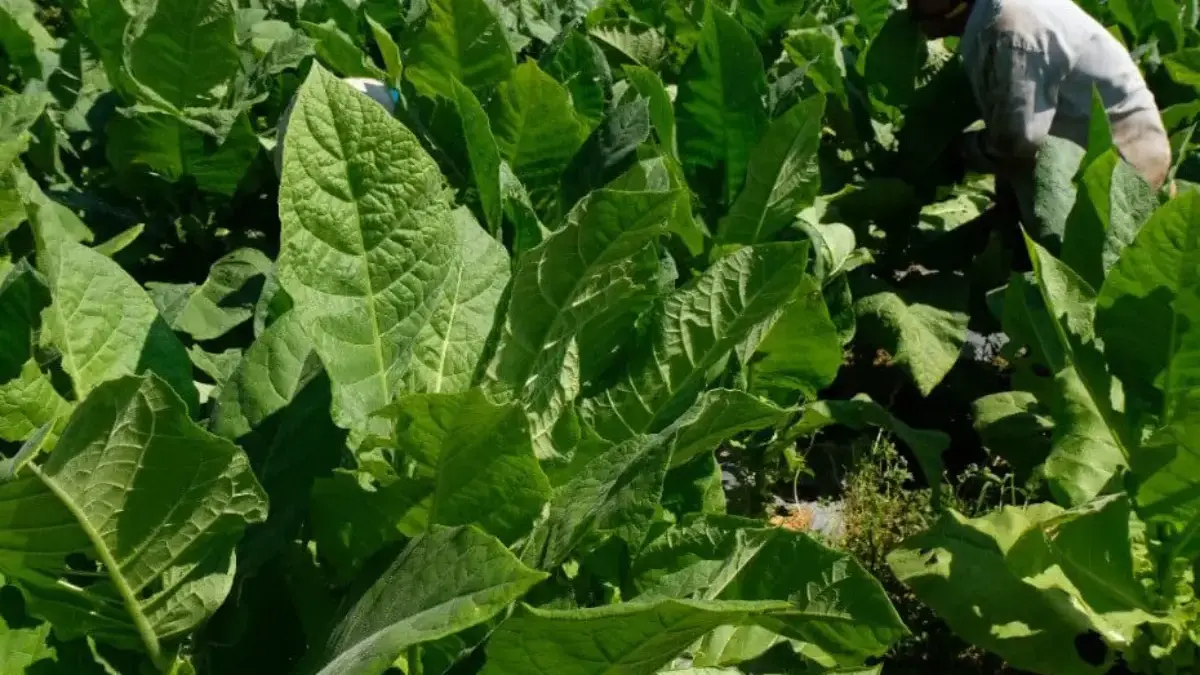 Sumedang Kaji Penanaman Tembakau di Musim Hujan, Peluang Baru bagi Petani