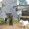 STOK MELIMPAH: Salah seorang penjual domba asal Sumedang, Yaya (58) tengah memperlihatkan domba yang akan diju