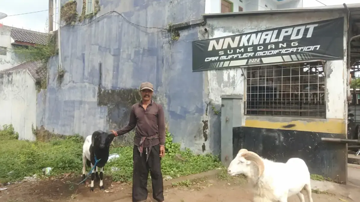 STOK MELIMPAH: Salah seorang penjual domba asal Sumedang, Yaya (58) tengah memperlihatkan domba yang akan diju