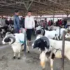 Pembeli di Pasar Hewan Menurun