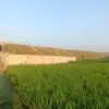 Anak Pemburu Layangan Rusak Sawah Petani