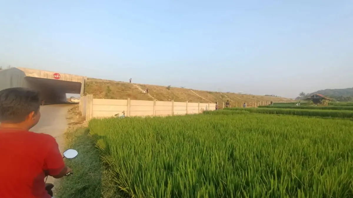 Anak Pemburu Layangan Rusak Sawah Petani
