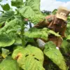 Harga Tembakau Anjlok, Petani Tuntut Kebijakan Pemerintah 