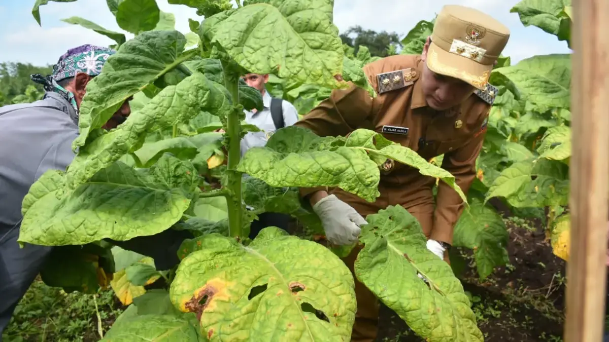 Harga Tembakau Anjlok, Petani Tuntut Kebijakan Pemerintah 