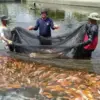 Budidaya Ikan jadi Solusi Ketahanan Pangan