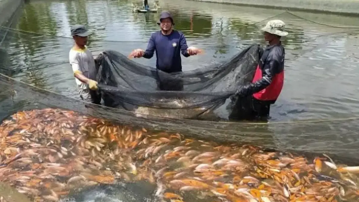 Budidaya Ikan jadi Solusi Ketahanan Pangan