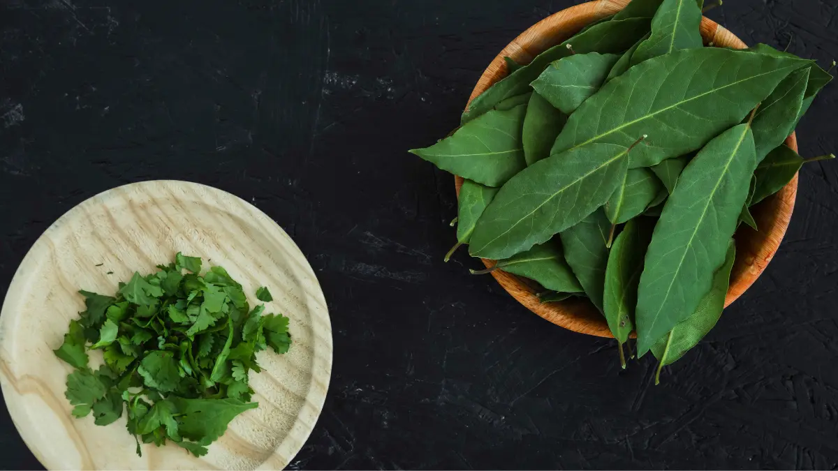 Daun Salam, Si Kecil dengan Manfaat Kesehatan yang Besar
