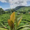 Pesona Alam Margawindu Sumedang, Liburan Bareng Ayang Jadi Makin Seru