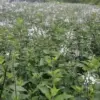 Rahasia Sehat dari Kumis Kucing, Herbal Andalan Sejak Dulu