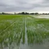 Lahan Sawah Tergenang Dampak Tol Cisumdawu Akan Dikeringkan