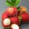 Buah Rambutan: Si Manis Segar dengan Segudang Manfaat Kesehatan