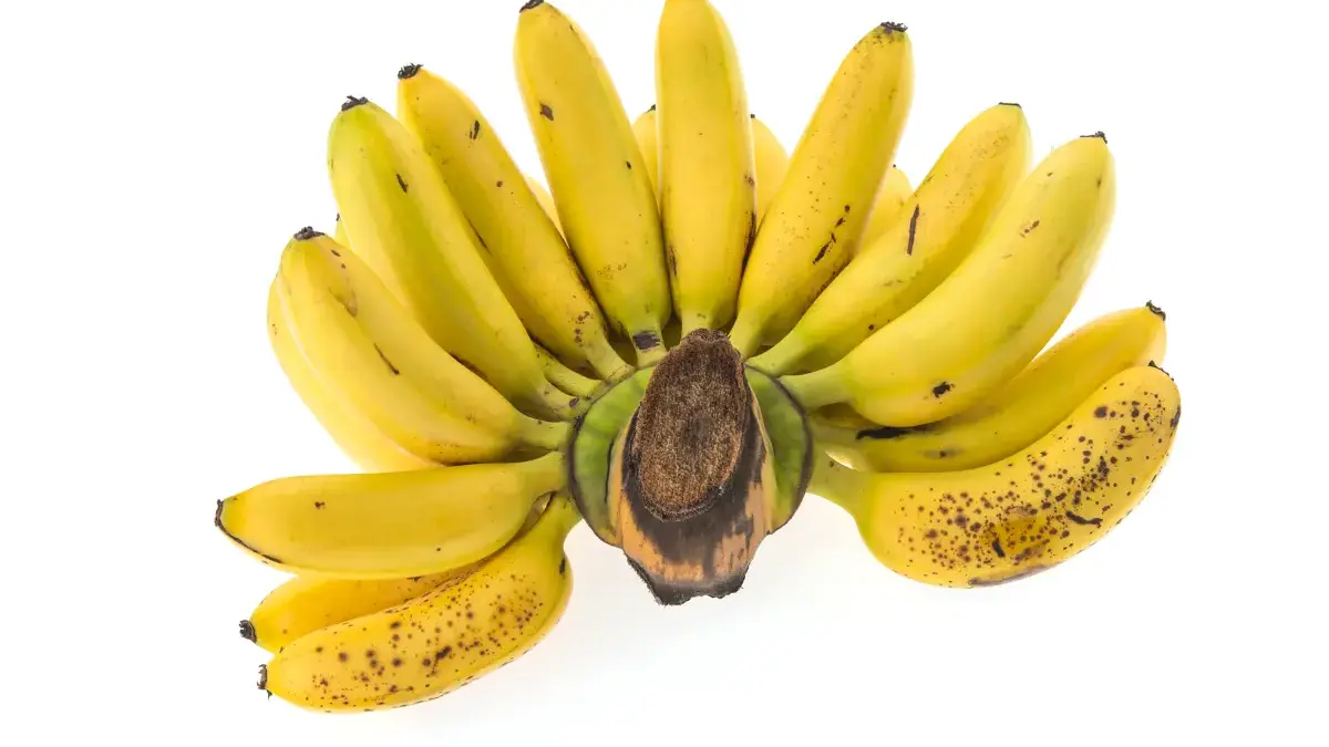 Pisang Raja Bulu, Sumber Energi Alami dan Penjaga Kesehatan Tubuh