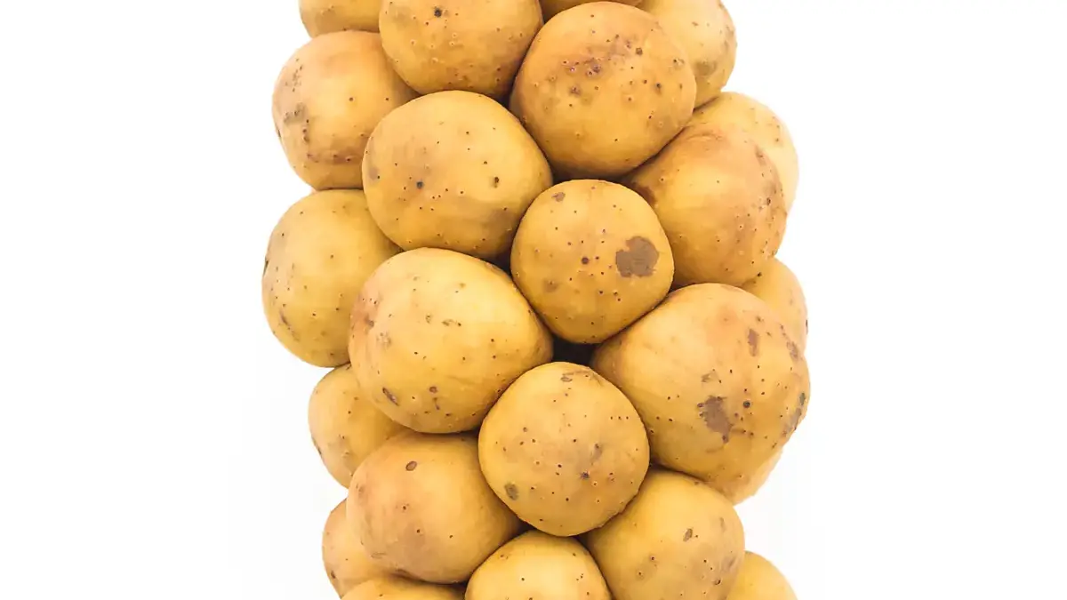 Buah Duku, Si Kecil Manis dengan Segudang Khasiat Sehat
