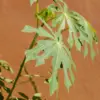 Tak Hanya Lezat, Ini Manfaat Daun Singkong