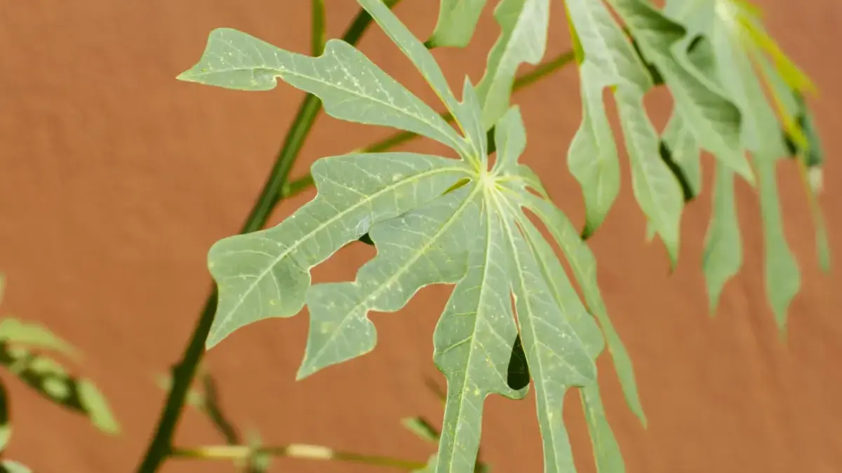 Tak Hanya Lezat, Ini Manfaat Daun Singkong