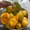 Rahasia Kesehatan Tersembunyi, Manfaat Buah Campolay yang Wajib Anda Ketahui
