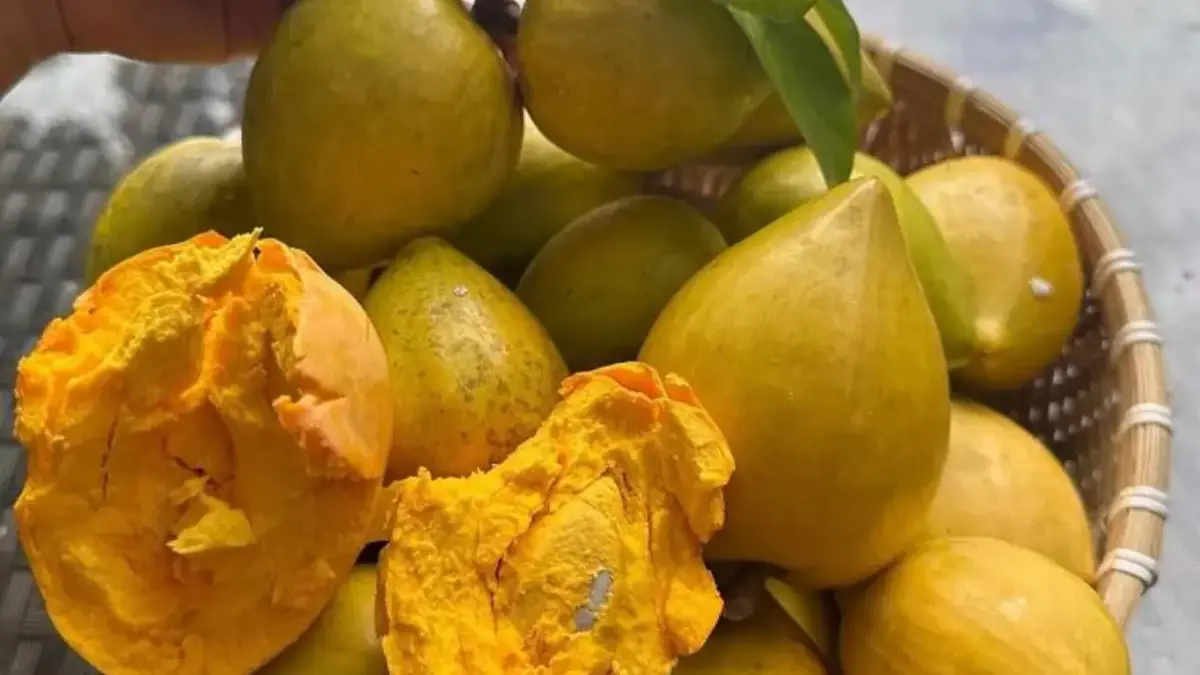 Rahasia Kesehatan Tersembunyi, Manfaat Buah Campolay yang Wajib Anda Ketahui