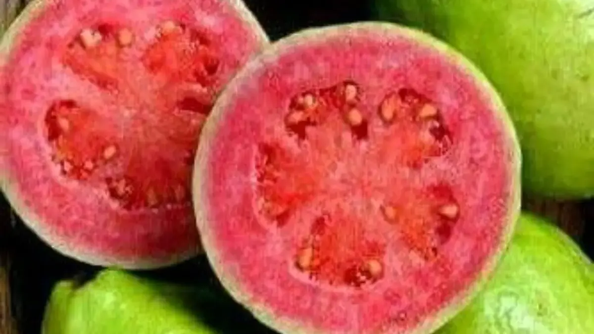 Keajaiban Jambu biji Manfaatnya untuk Kesehatan yang Jarang Diketahui