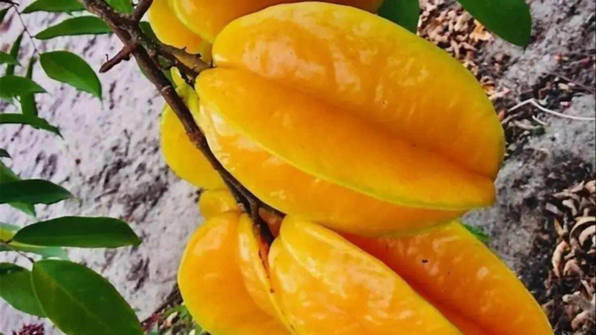 Rahasia Sehat dari Buah Belimbing: Kaya Nutrisi, Banyak Khasiat