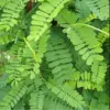 Daun Saga, Si Hijau Ajaib Obat Alami Seribu