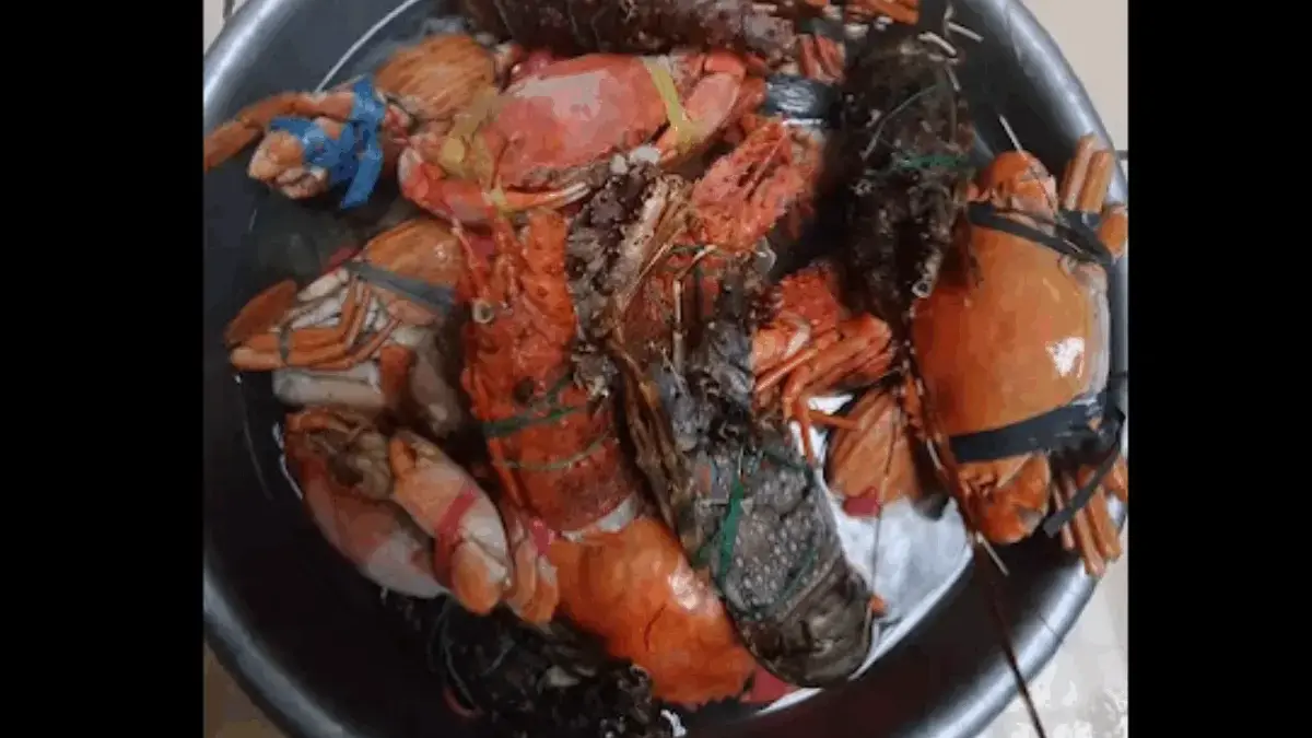 Rekomendasi Menu Makanan Terebaik di PN Seafood Tanjungsari, Sumedang