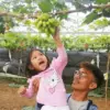 Beda dari yang Lain, Inilah Keunggulan Anggur di Almira Grape Sumedang