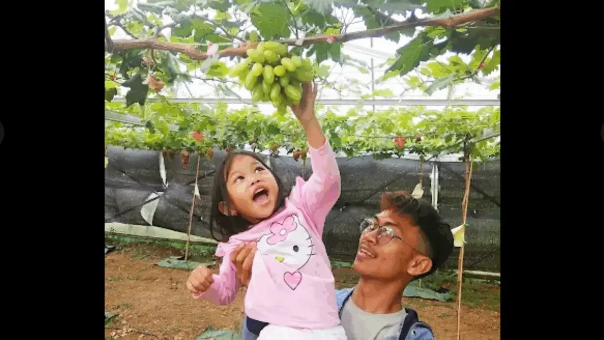 Beda dari yang Lain, Inilah Keunggulan Anggur di Almira Grape Sumedang