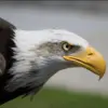 Mata Burung