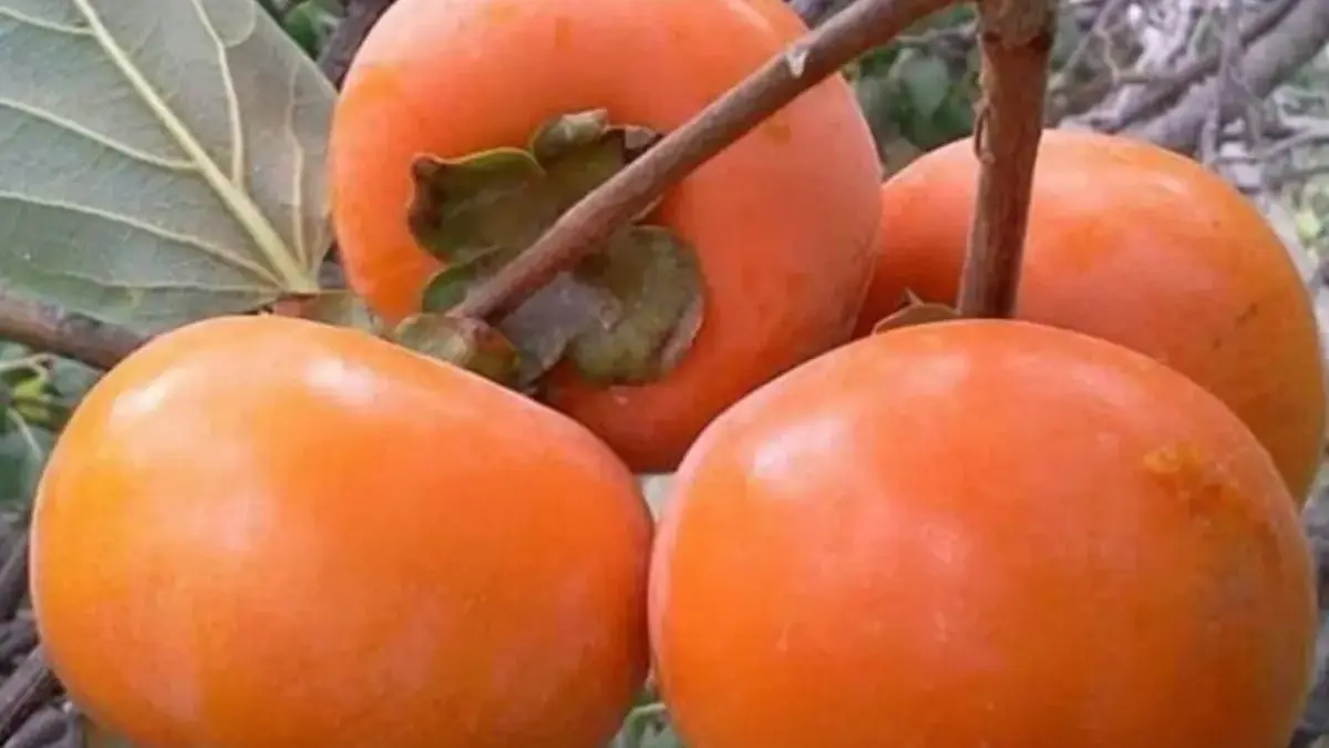 Tak Hanya Lezat, Buah Kesemek Punya Segudang Manfaat Kesehatan