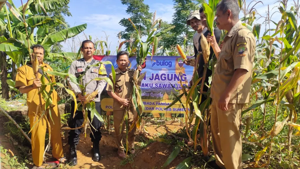 Petani Didorong Tetap Produktif