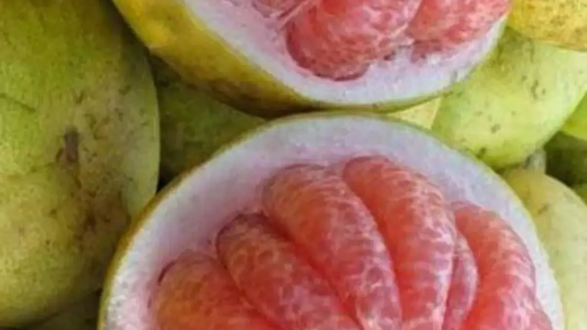 Jeruk Bali: Si Buah Segar dengan Khasiat Luar Biasa untuk Tubuh