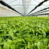 Green House Disebut Jadi Kunci Tingkatkan Kesejahteraan Petani Tembakau Sumedang