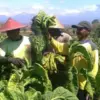 Jalan Usaha Tani di Tiga Kecamatan Sumedang Rampung Dibangun, Petani Tembakau Lebih Mudah Angkut Hasil Panen