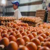 Harga Telur dan Cabai di Sumedang Merangkak Naik