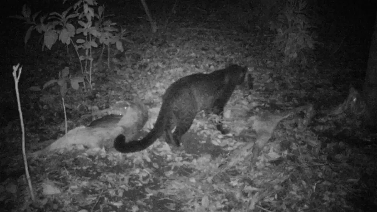 Teror Bayangan Hitam di Desa Cikondang, Warga Sumedang Geger Duga Macan Kumbang