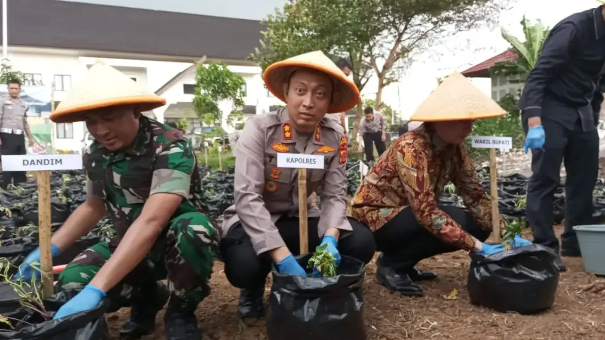 Kapolres Sumedang Tanam 15 Ribu Bibit Ubi Cilembu, Dorong Generasi Muda Bertani