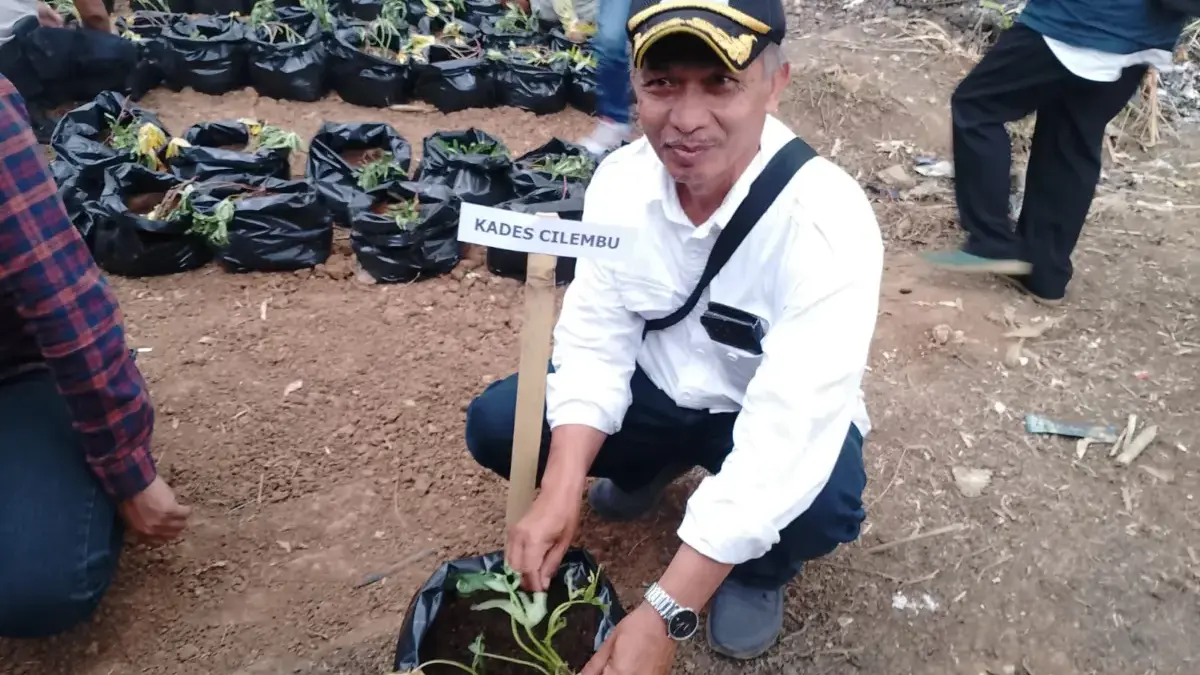 Ubi Cilembu Kian Mendunia, Kepala Desa Tegaskan Asal Asli Tetap dari Pamulihan