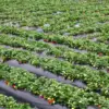 Pesona Agrowisata Sumedang: Menikmati Alam dan Manisnya Stroberi di Leuweungtiis dan Nangorak