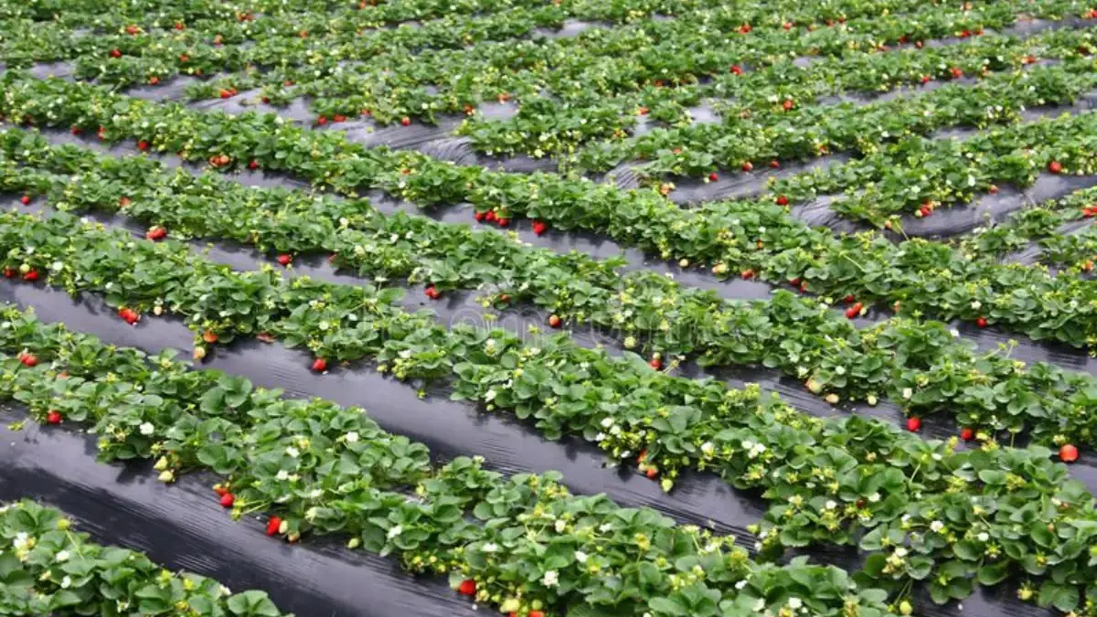 Pesona Agrowisata Sumedang: Menikmati Alam dan Manisnya Stroberi di Leuweungtiis dan Nangorak