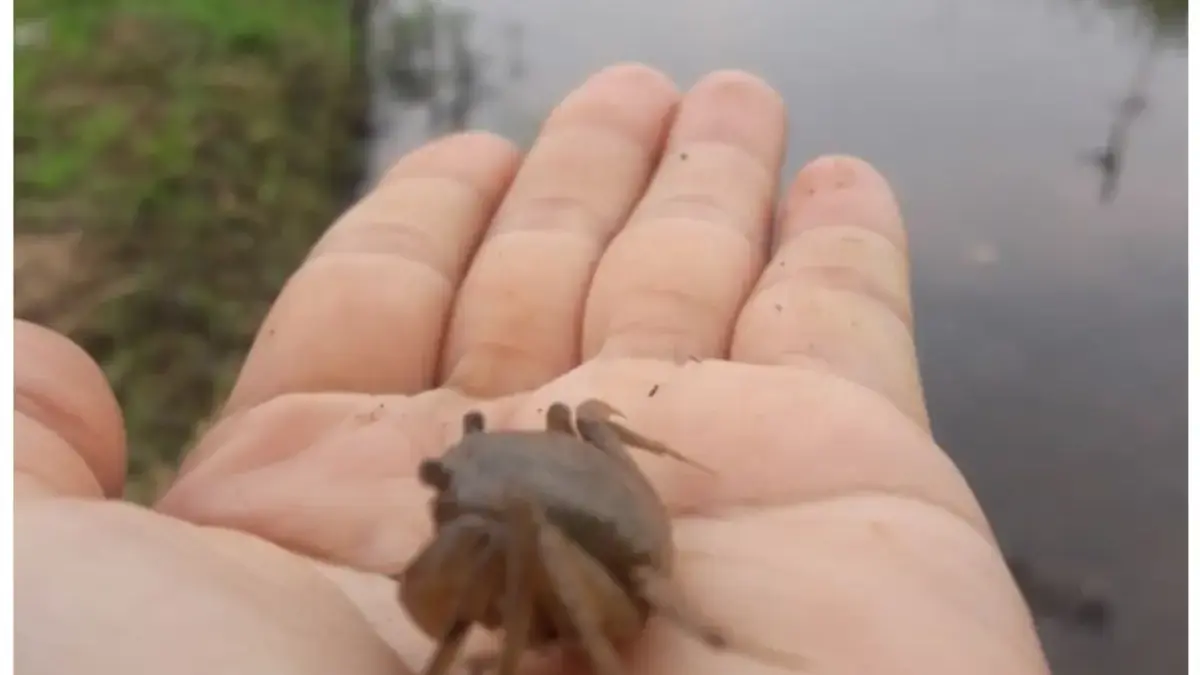 Yuyu Sang Penjaga Sungai Yang Sangat Di Rindukan 
