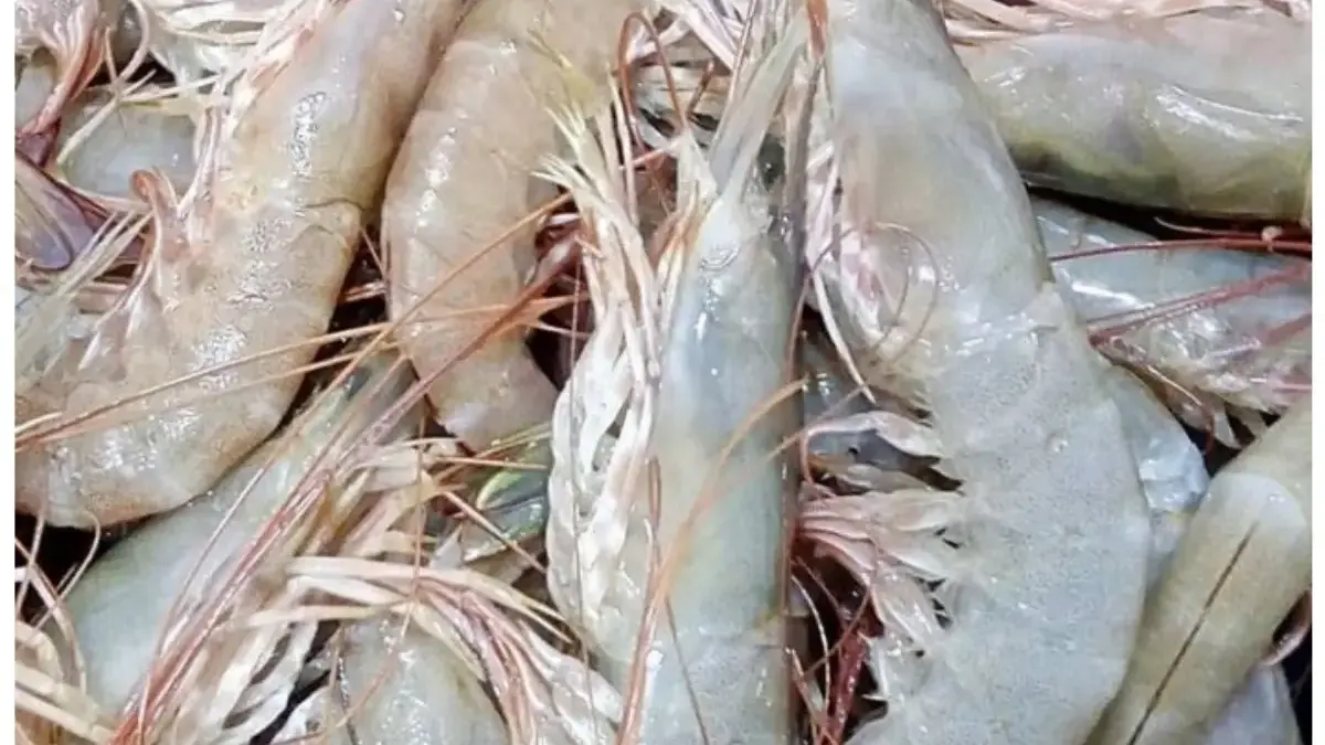 Sejarah Kuliner Udang: Dari Santapan Romawi Kuno hingga Ikon Seafood Dunia 