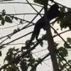 Viral Video Macan Kumbang di Sumedang Ternyata Rekaman Lama, BBKSDA Klarifikasi